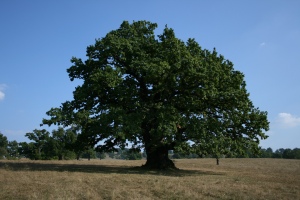 Stejarul de 900 de ani